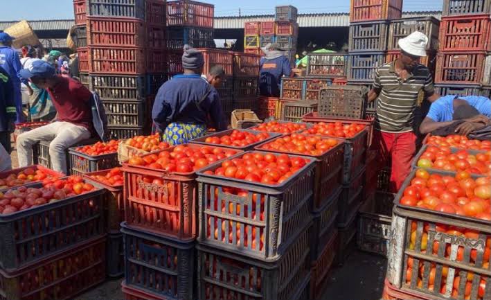 Fresh tomatoes wholesale